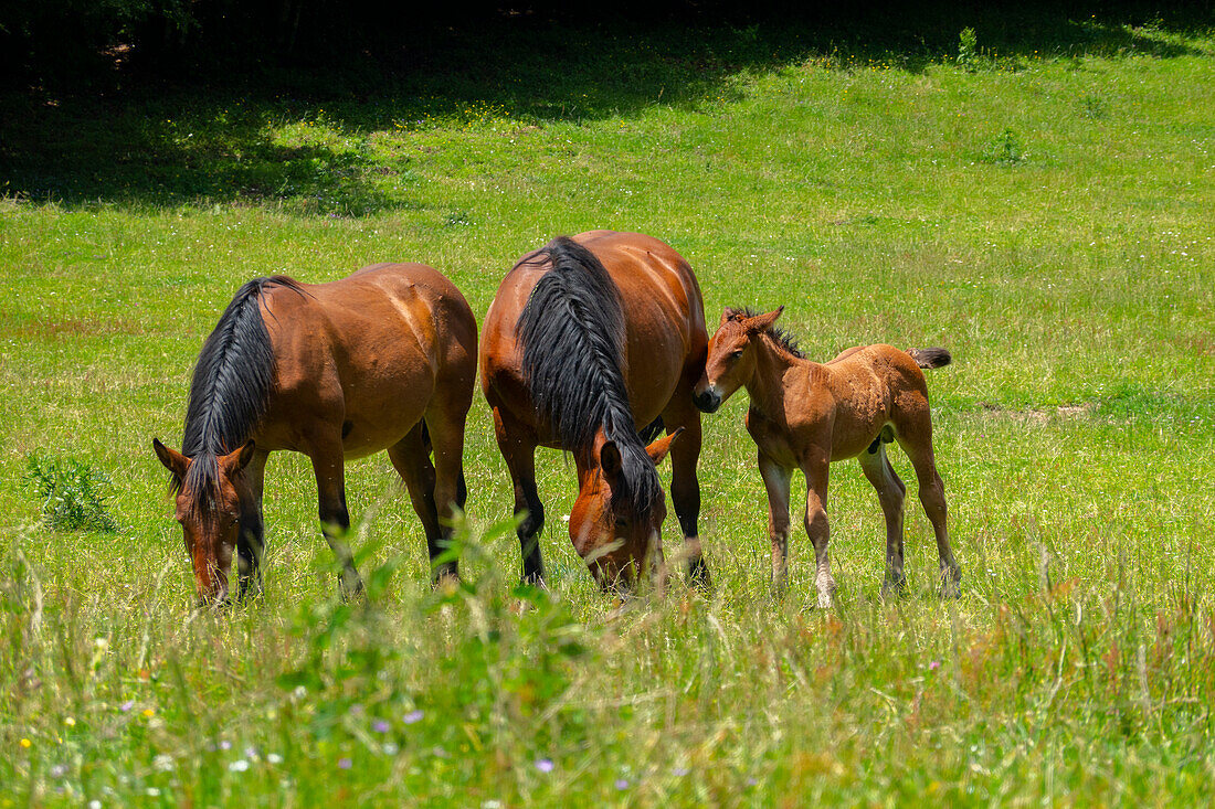 Horses on Pian delle Macinare plateau, Mount Cucco Park, Apennines, Umbria, Italy, Europe
