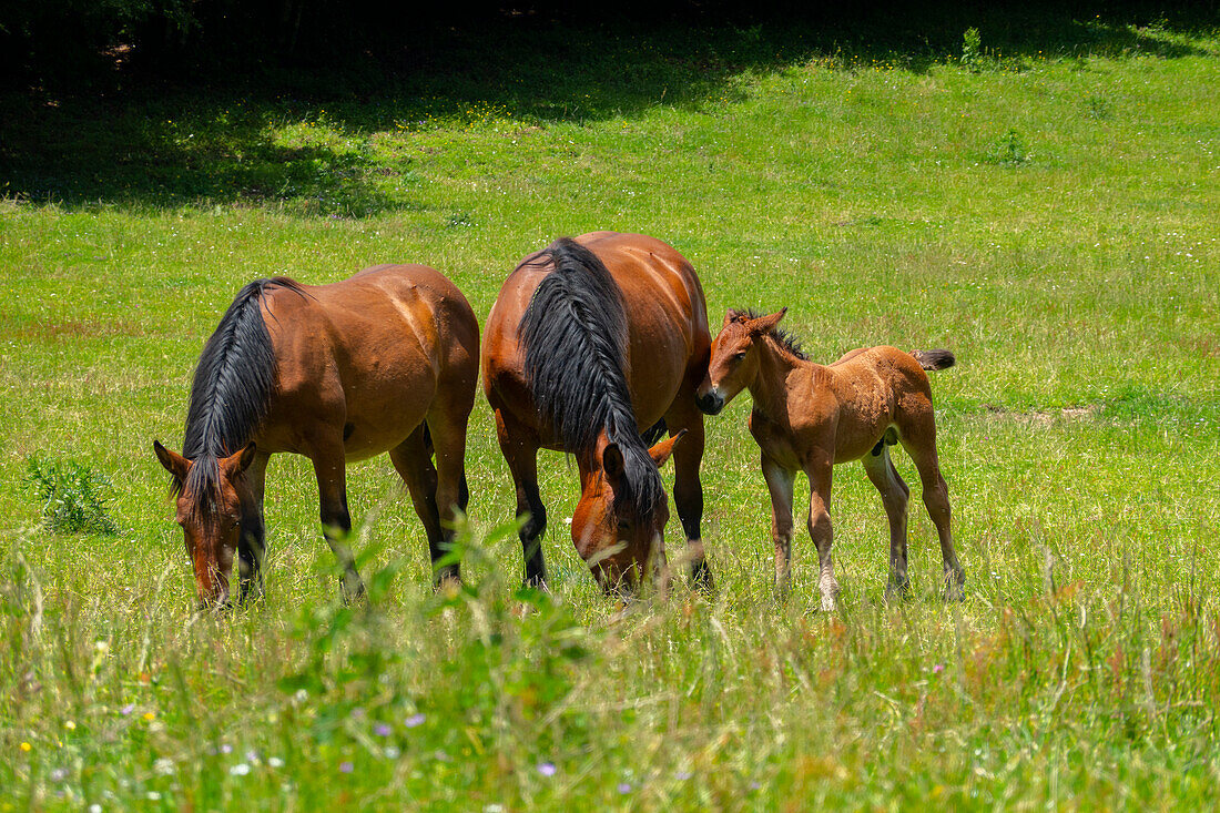 Pferde auf der Hochebene Pian delle Macinare, Monte Cucco Park, Apennin, Umbrien, Italien, Europa