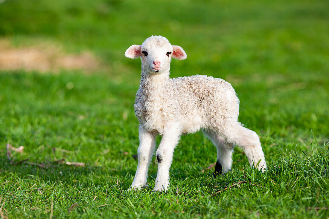 Niedliches kleines Lamm im Frühling, Salciua, Rumänien, Europa