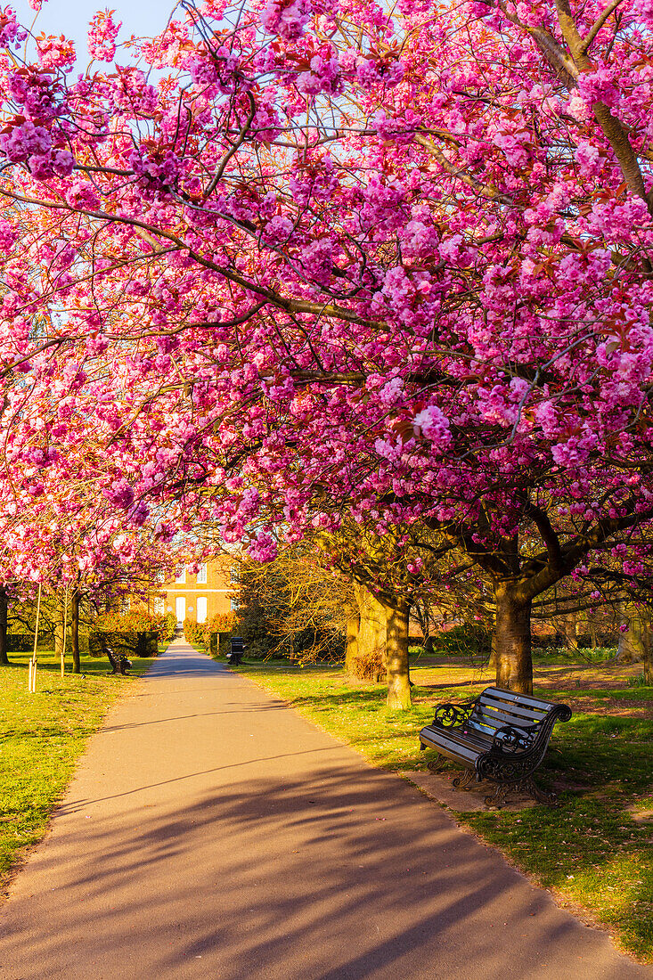 Kirschblüte im Greenwich Park, London, England, Vereinigtes Königreich, Europa
