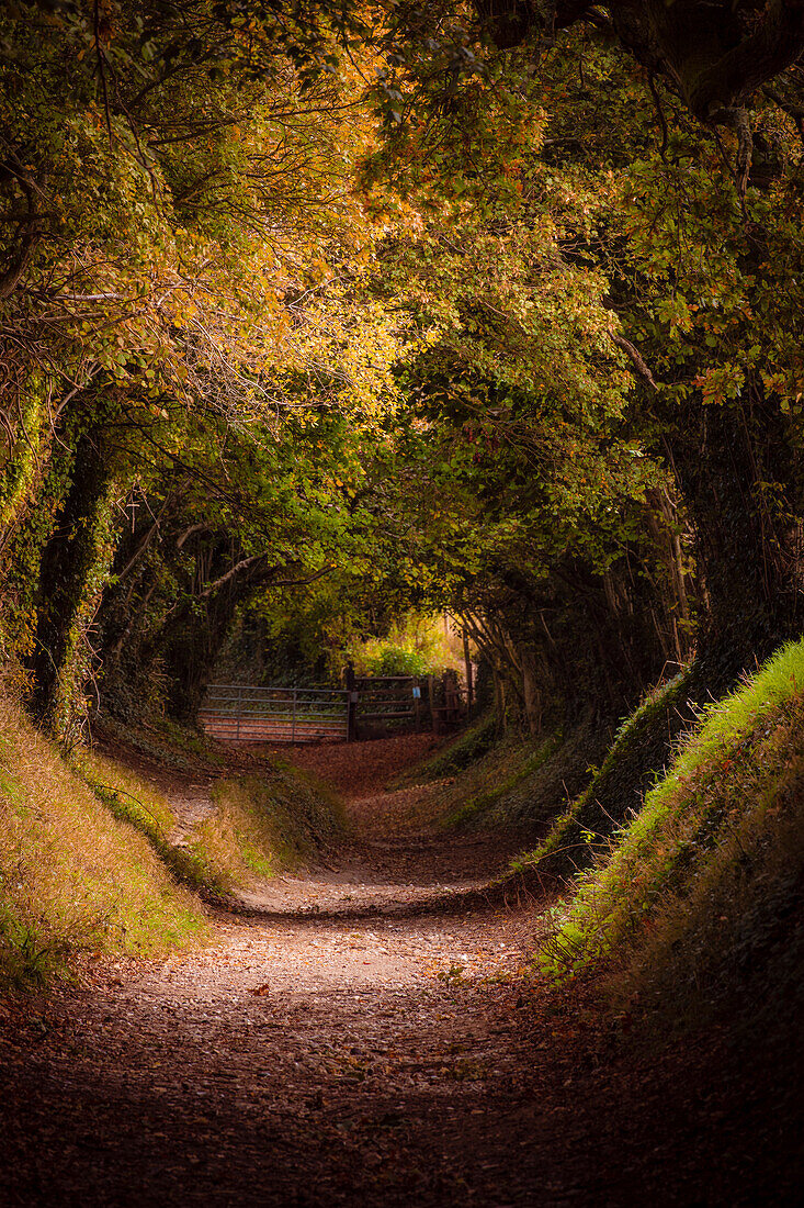 Baumtunnel mit Herbstfarben bei Halnaker Mill, Sussex, England, Vereinigtes Königreich, Europa