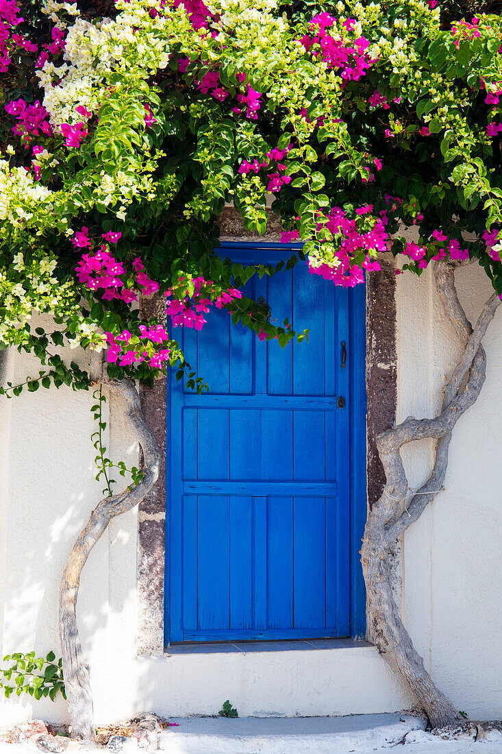 Bunter Bougainvillea-Baum in voller Blüte rund um die blaue Tür, Santorini, Kykladen, griechische Inseln, Griechenland, Europa