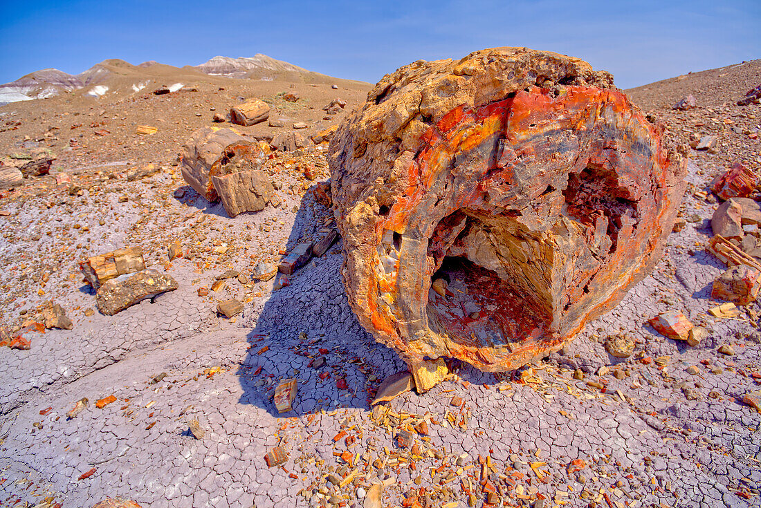 Ein riesiger versteinerter Baumstamm auf der Purple Peninsula im Petrified Forest National Park, Arizona, Vereinigte Staaten von Amerika, Nordamerika