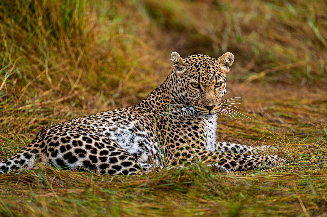 Ein Leopard (Panthera Pardus) in der Masai Mara National Reserve, Kenia, Ostafrika, Afrika