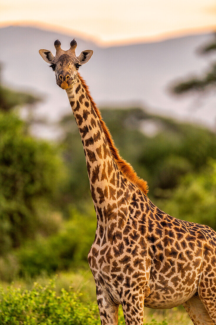 Eine Giraffe (Giraffa), in der Masai Mara National Reserve, Kenia, Ostafrika, Afrika