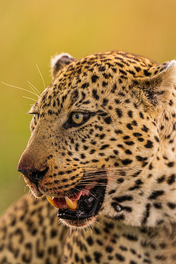 A Leopard (Panthera pardus) in the Maasai Mara National Reserve, Kenya, East Africa, Africa