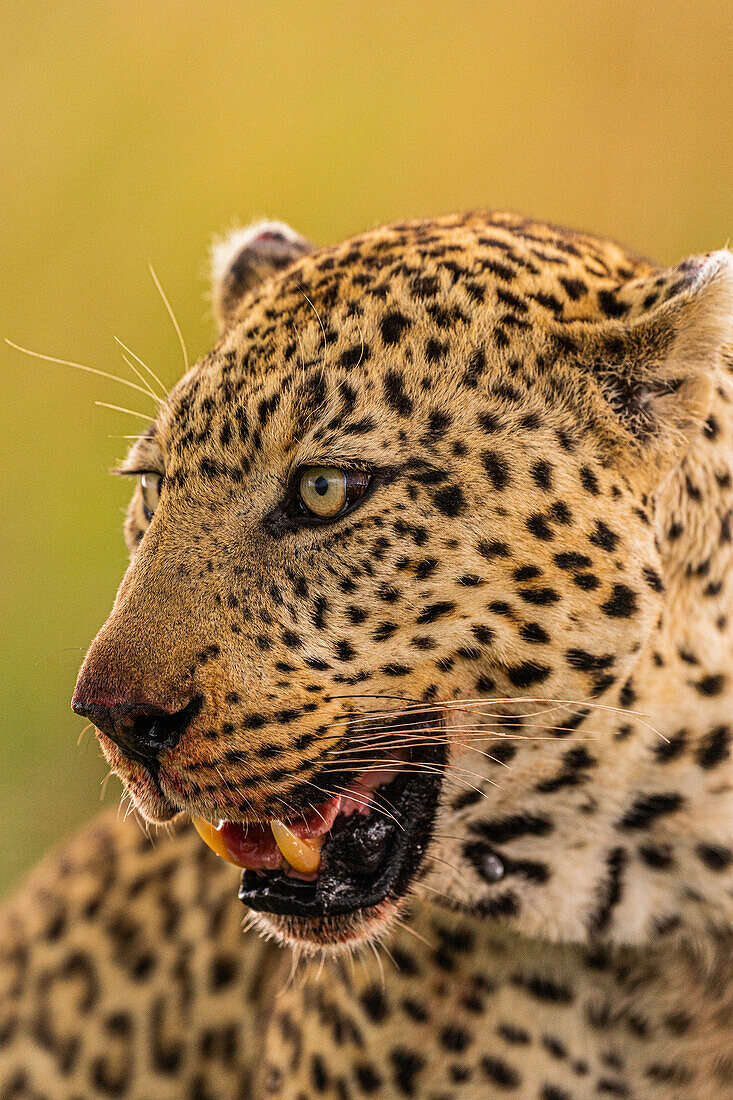 Ein Leopard (Panthera Pardus) in der Masai Mara National Reserve, Kenia, Ostafrika, Afrika