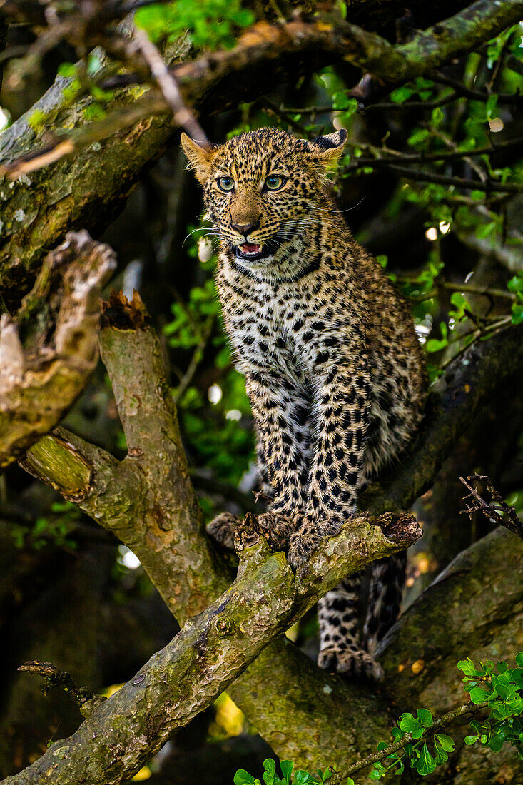 Leopard (Panthera Pardus), ruht in einem Baum in der Masai Mara National Reserve, Kenia, Ostafrika, Afrika