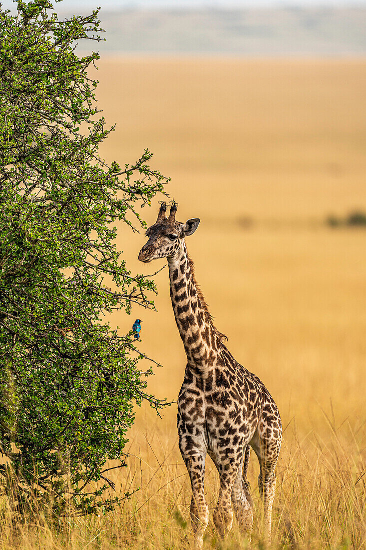 A young Giraffe (Giraffa), in the Maasai Mara National Reserve, Kenya, East Africa, Africa