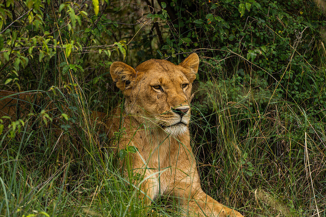 Ein Löwe (Panthera Leo), in der Bürste in der Masai Mara National Reserve, Kenia, Ostafrika, Afrika