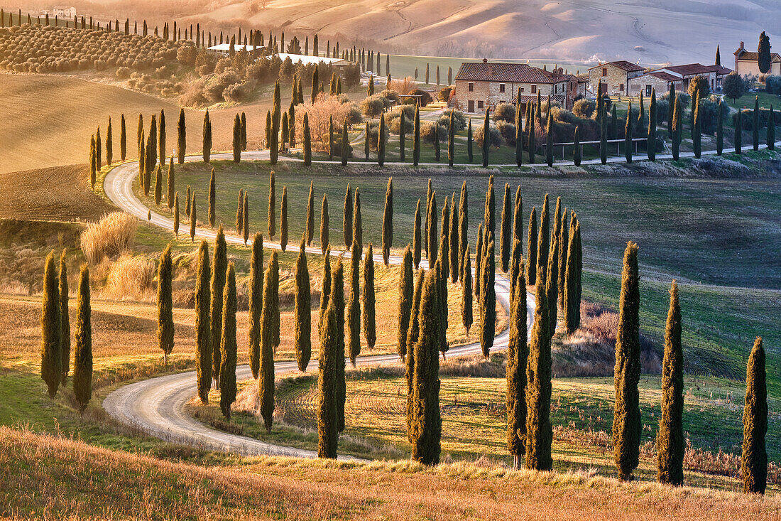 Von Bäumen gesäumte Allee mit Zypressen bei Sonnenuntergang in der Toskana, Italien, Europa