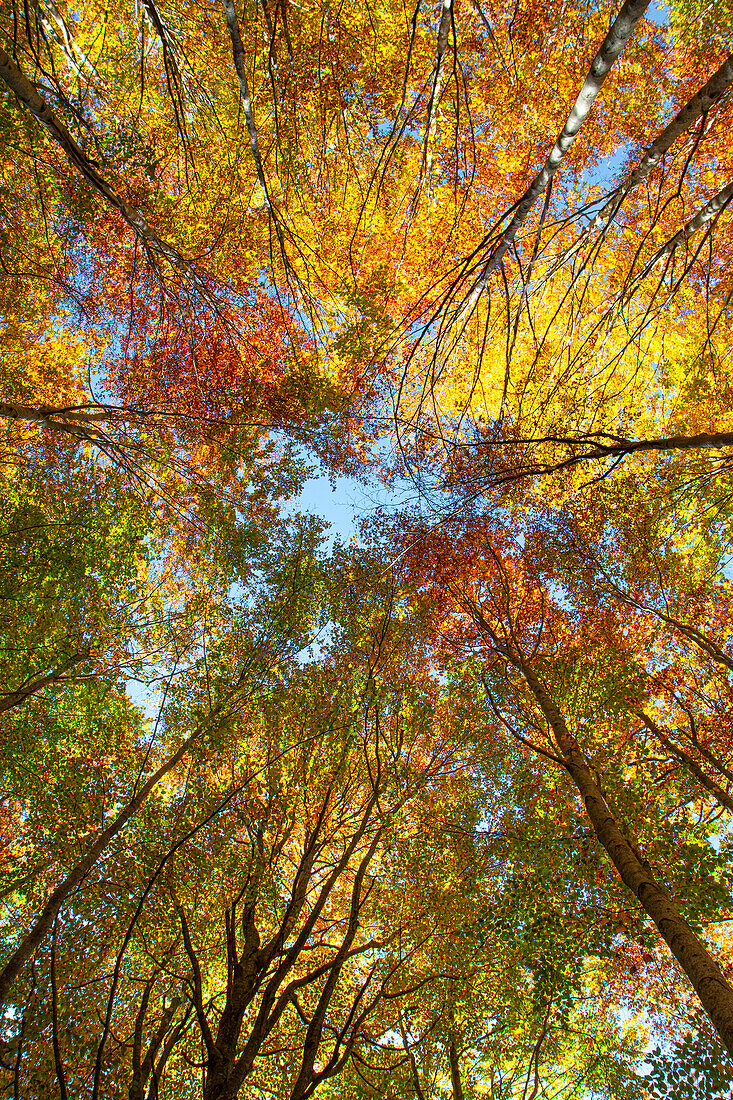 Konvergierende Bäume fotografiert von unten zum Himmel mit Laub in Herbstfarben, Emilia Romagna, Italien, Europa