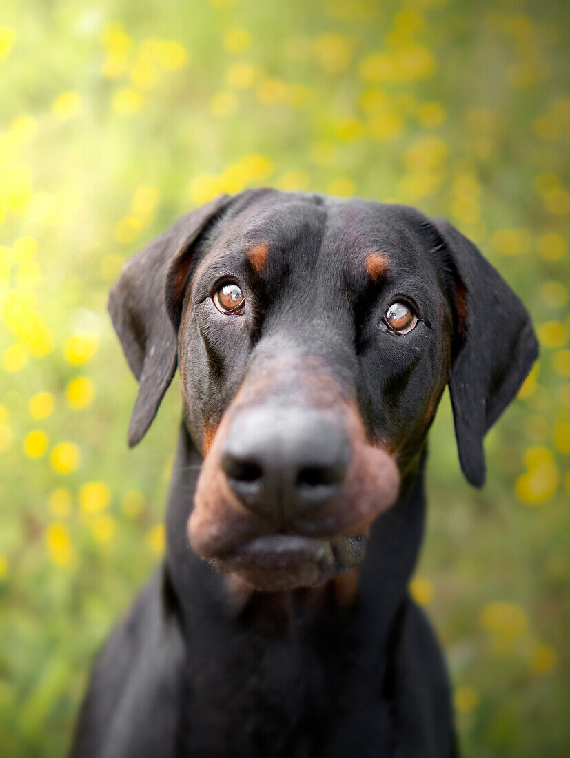 Dobermann-Hund in einem Feld mit gelben Blüten, Italien, Europa