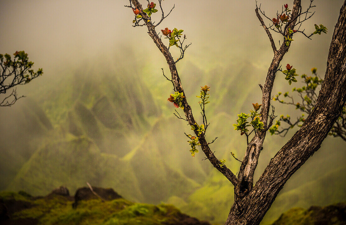 Ein Ast mit frischem Wachstum vor einer weichen Kulisse der NaPali Coast Mountains, Hawaii, Vereinigte Staaten von Amerika, Pazifik