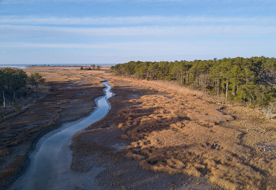 Chesapeake Bay salt marsh and loblolly pine trees, Hampton, Virginia, United States of America, North America