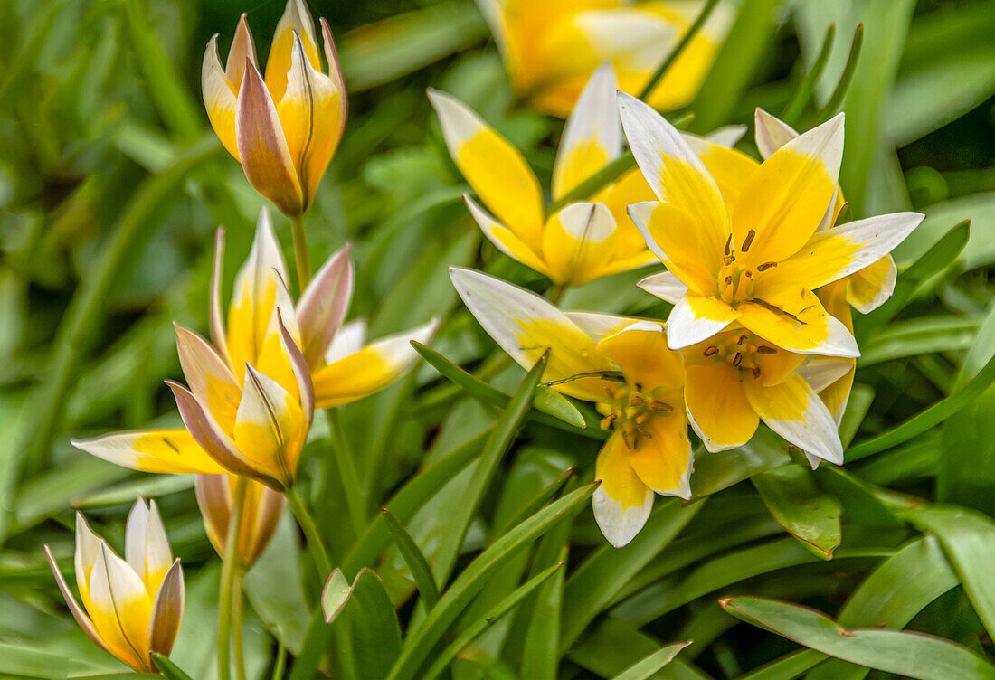Nahaufnahme von Stern-Tulpen (Tulipa urumiensis) 