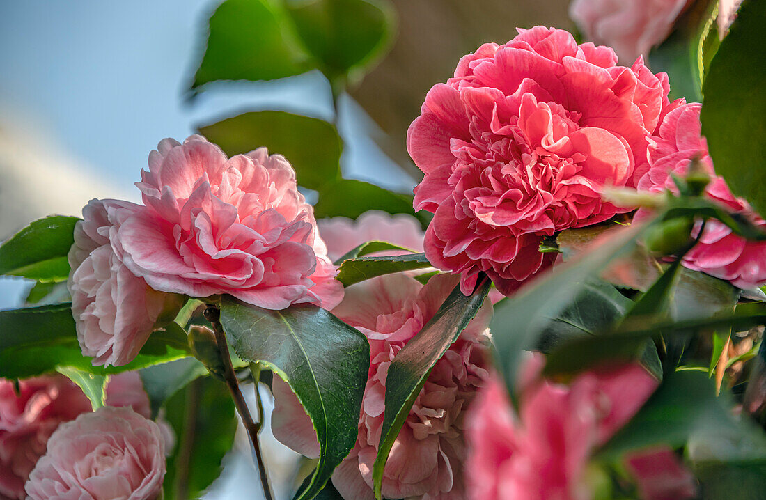 Rosafarbene Camellia Japonica Colombo Blüten, Sachsen, Deutschland