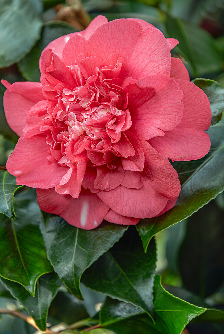 Pink flowers of a Camellia Japonica Chandlers Elegans in Landschloss Zuschendorf, Pirna, Saxony, Germany