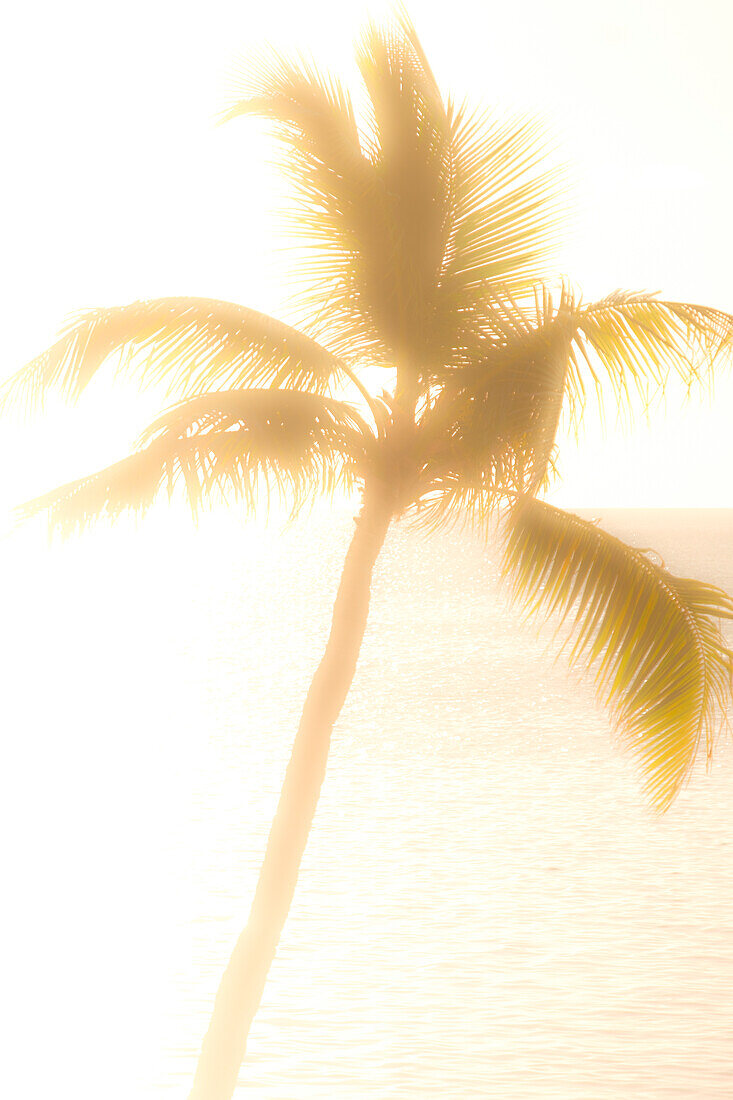 USA, Florida, Boca Raton, Silhouette of palm tree against sea at sunrise