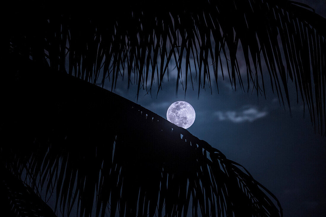 USA, Florida, Boca Raton, Full Moon behind palm leaves