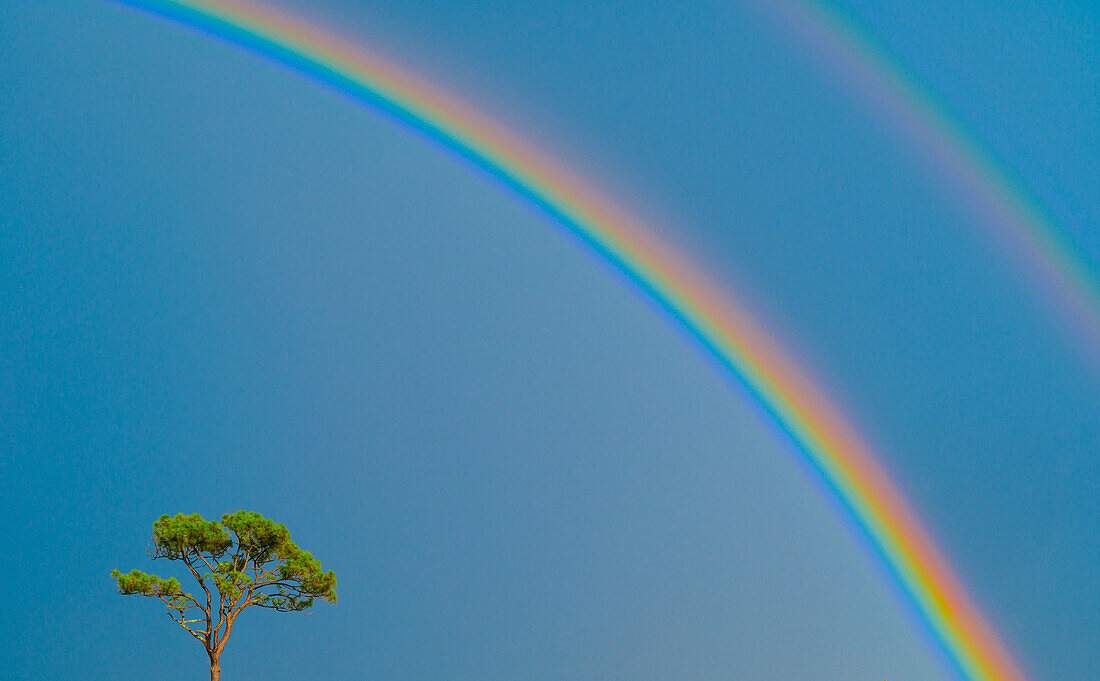 Einzelner Baum und doppelter Regenbogen auf blauem Himmel