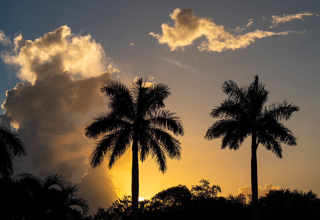 USA, Florida, Boca Raton, Silhouette von Palmen gegen Himmel bei Sonnenaufgang