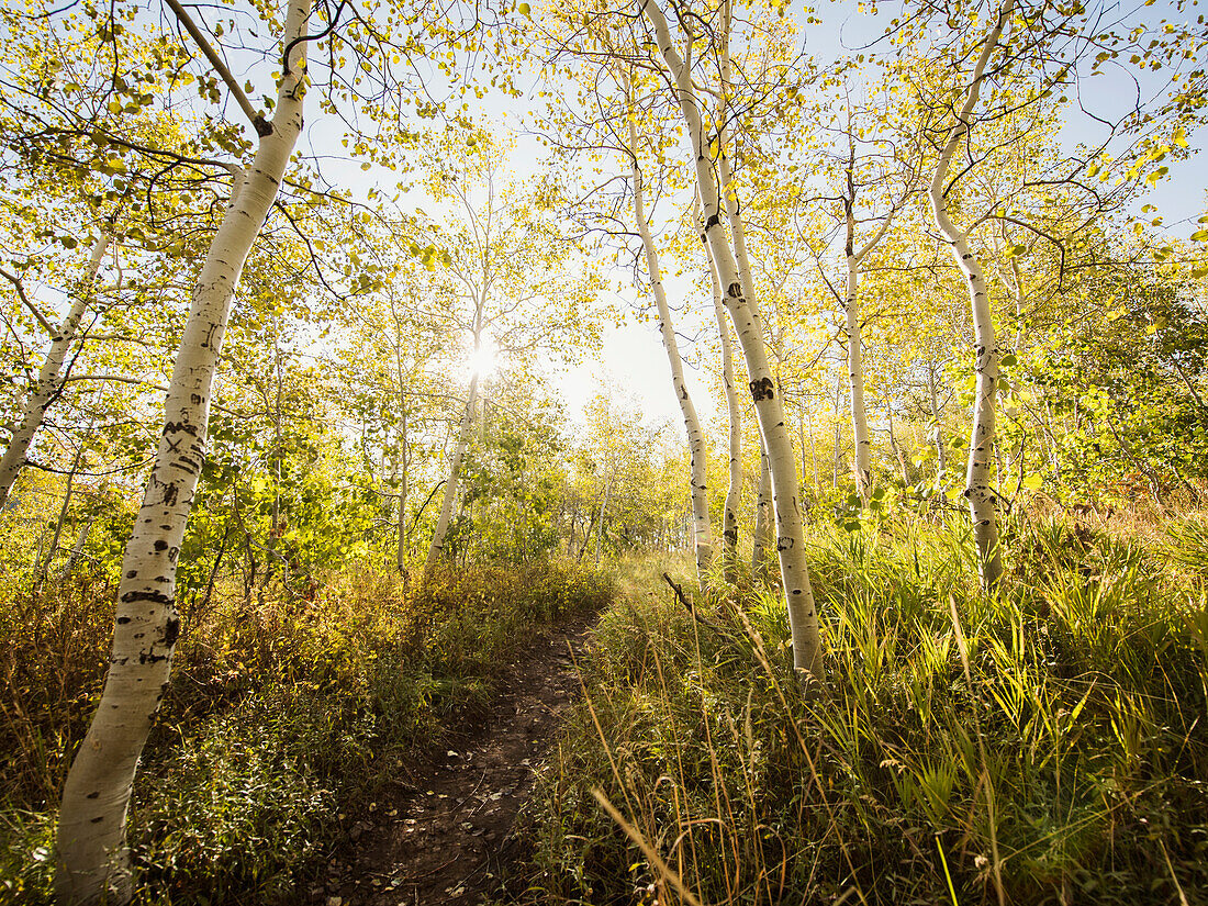 Footpath in forest on sunny day