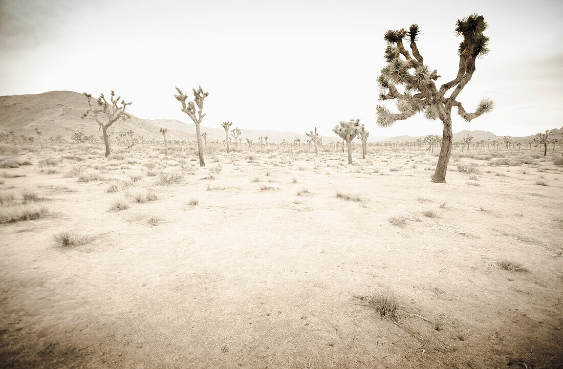 Kalifornien, Twentynine Palms, Joshua Tree National Park, Joshua Bäume in Wüstenlandschaft