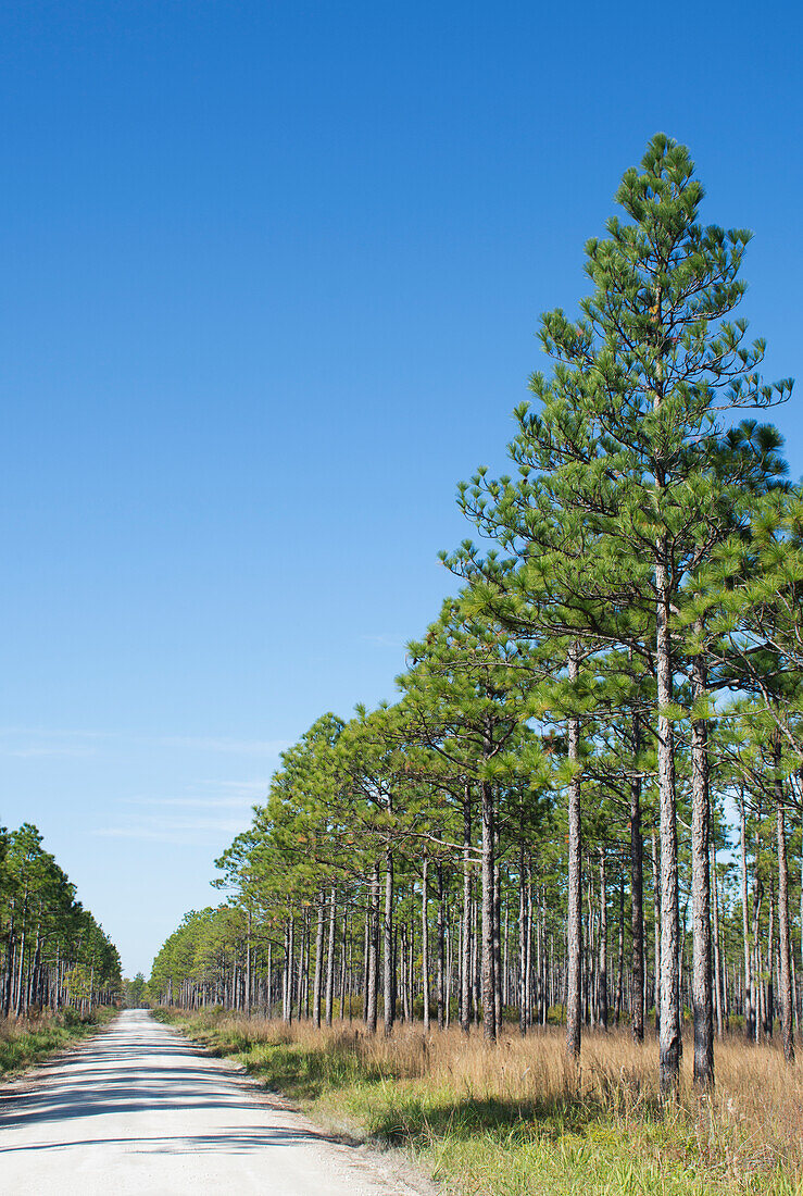 USA, North Carolina, Hampstead, Holly Shelter Game Land, Dirt road through Longleaf Pine forest
