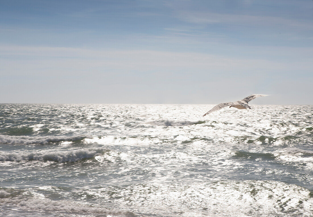 Seagull in flight over sunlit waves