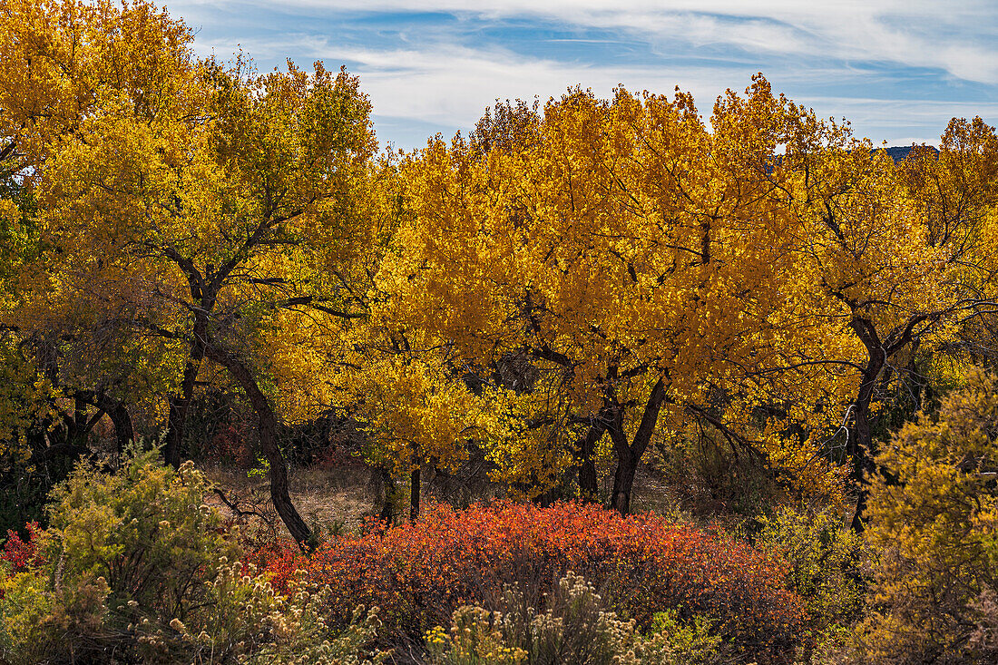 USA, New Mexico, Jemez Pueblo, Bäume und Sträucher in Herbstlandschaft