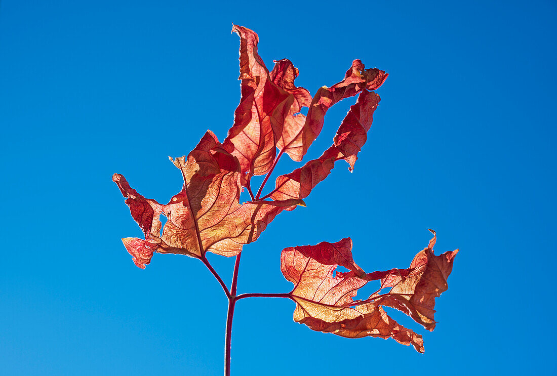 Dried Autumn leaves against blue sky