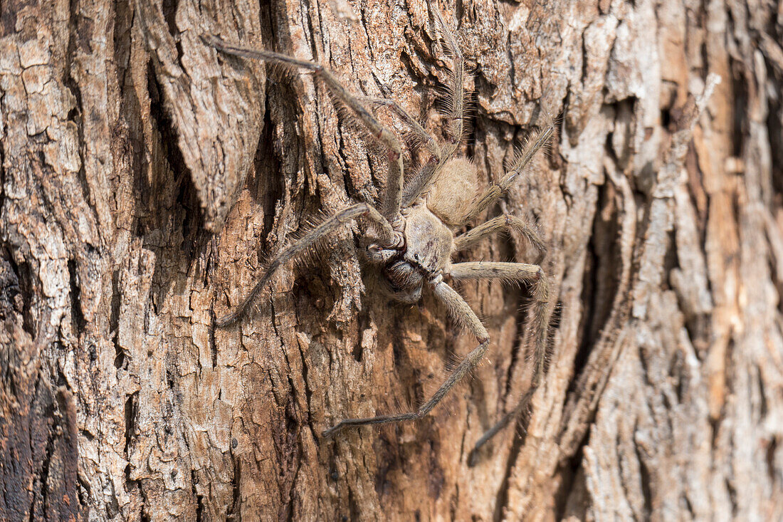 Australia, New South Wales, Kandos, Close up of Huntsman Spider (Heteropoda venatoria ) on tree bark