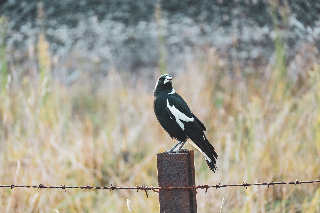 Australia, New South Wales, Magpie perching on barbed wire fence