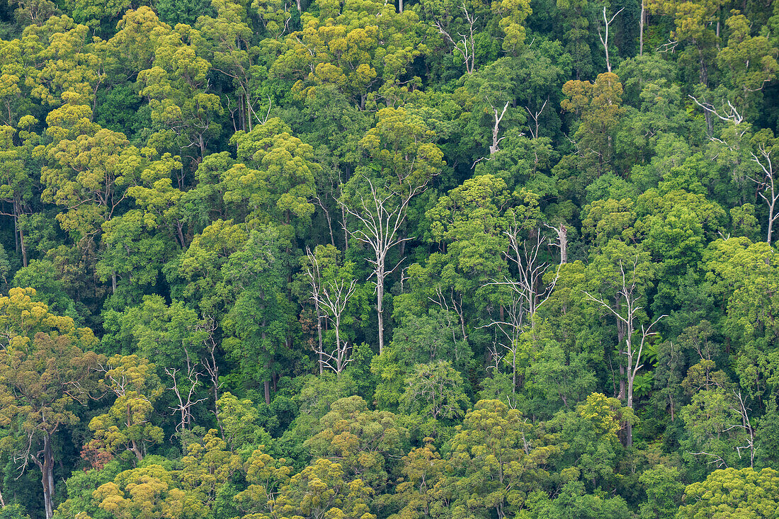 Australia, New South Wales, Dense Eucalyptus forest in Blue Mountains National Park