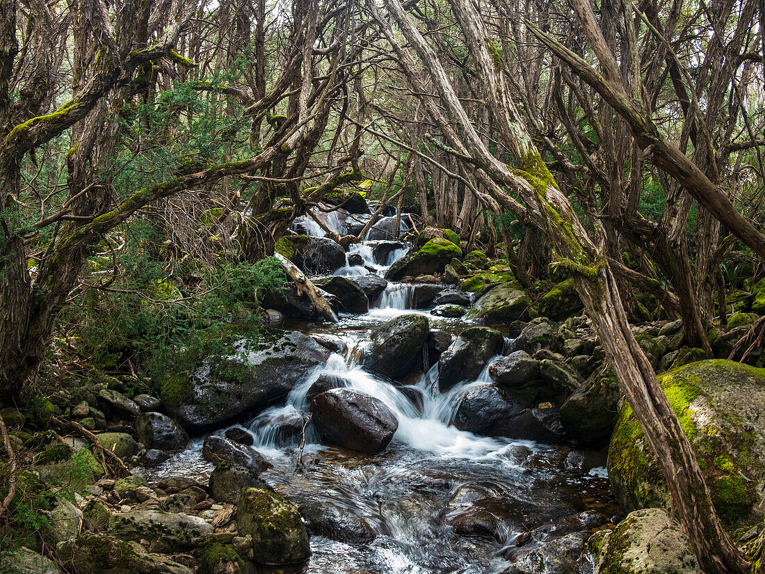 Australien, New South Wales, Creek fließt zwischen Felsen im Wald am Merritt's Naturlehrpfad im Kosciuszko National Park