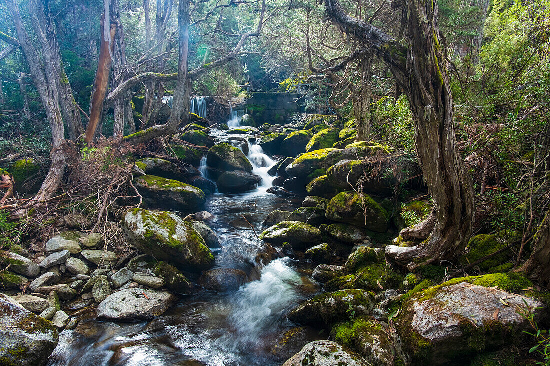 Australia, New South Wales, Creek flowing among rocks in forest at Merritt's Nature Track in Kosciuszko National Park