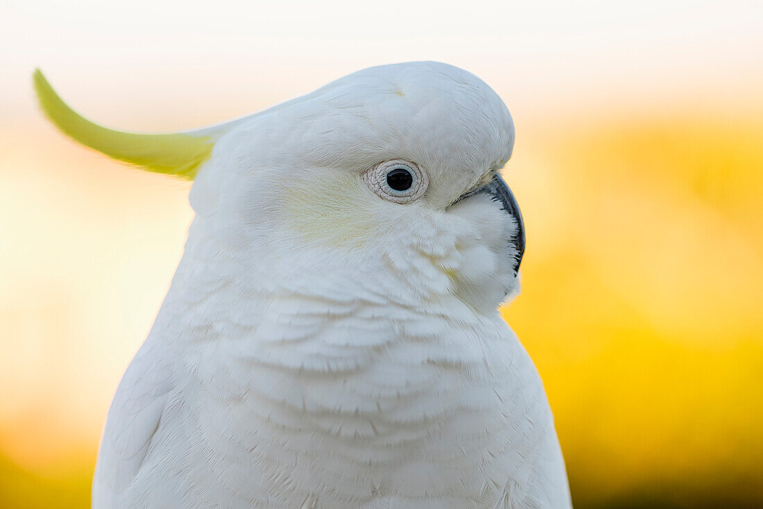 Gelbhaubenkakadu (Cacatua galerita)