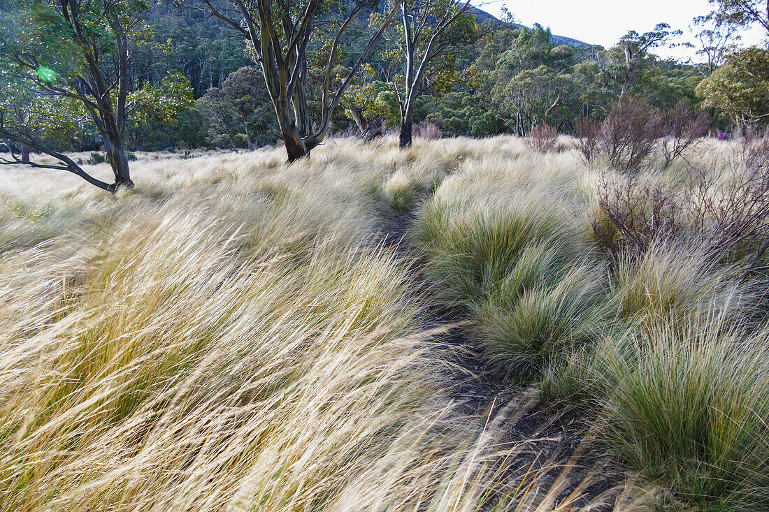 Australia, NSW, Kosciuszko National Park, Path through tall grass