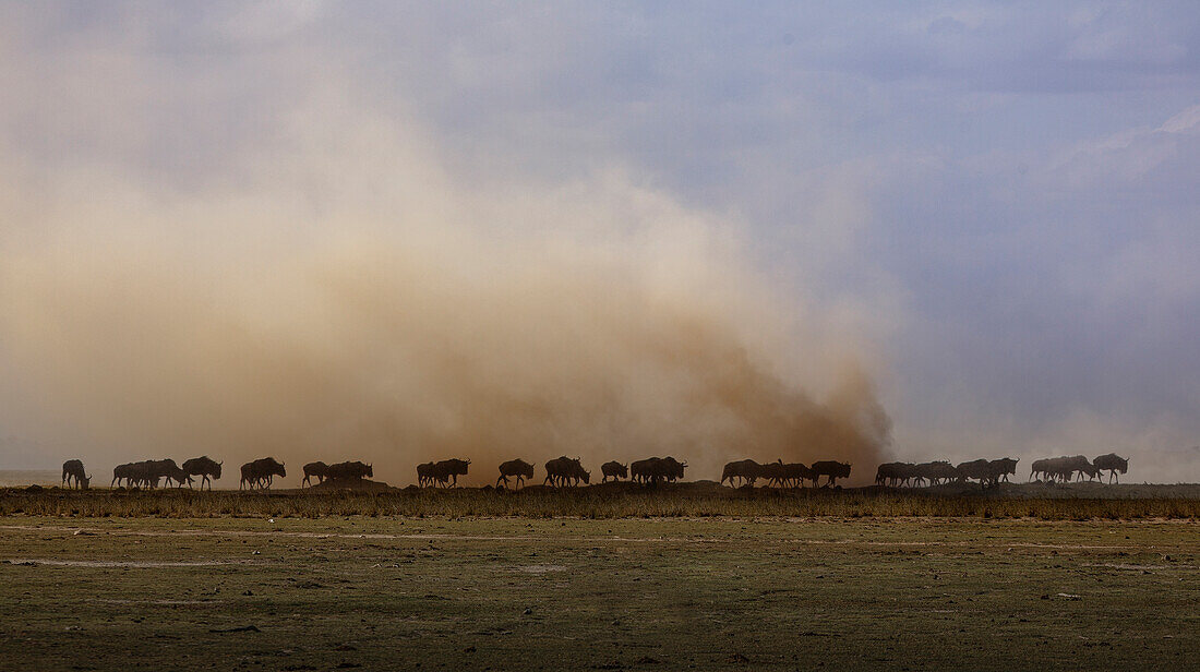 Africa, Kenya, Wildebeests walking on savannah in Amboseli National Park