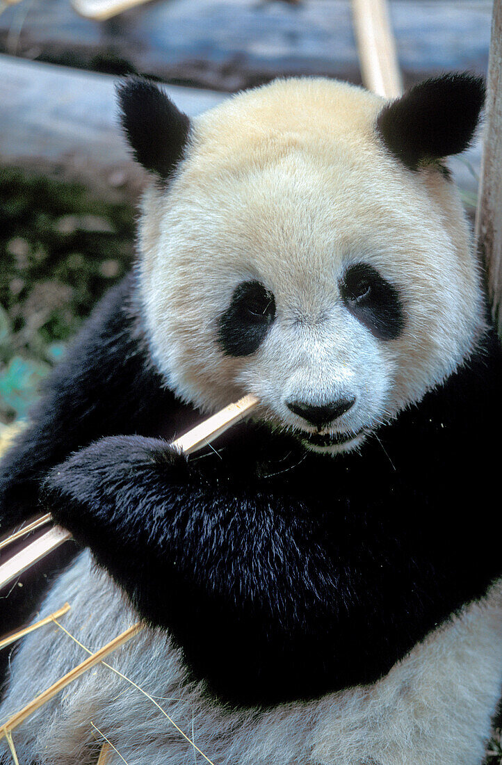 China, Sichuan, Chengdu, Großer Panda (Ailuropoda melanoleuca) beim Essen von Bambusstäben