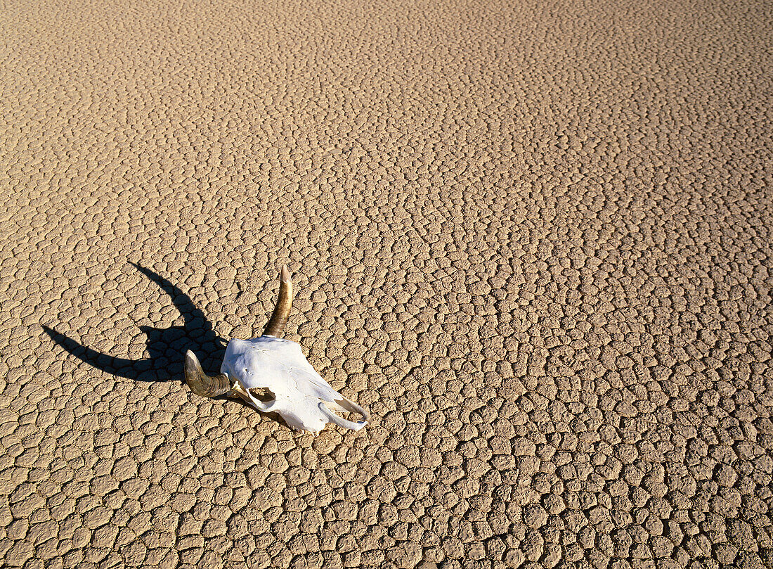 Kalifornien, Death Valley, Büffelschädel in der Wüste im Monument Valley
