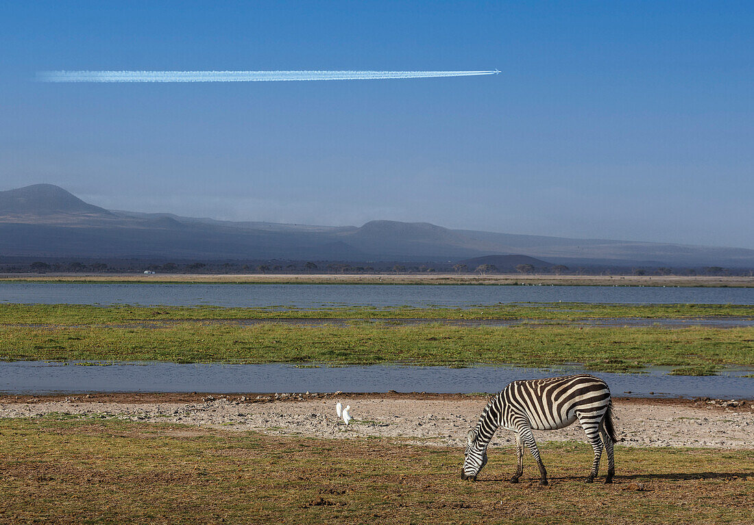 Afrika, Kenia, Amboseli-Nationalpark, Zebraweide am Teich