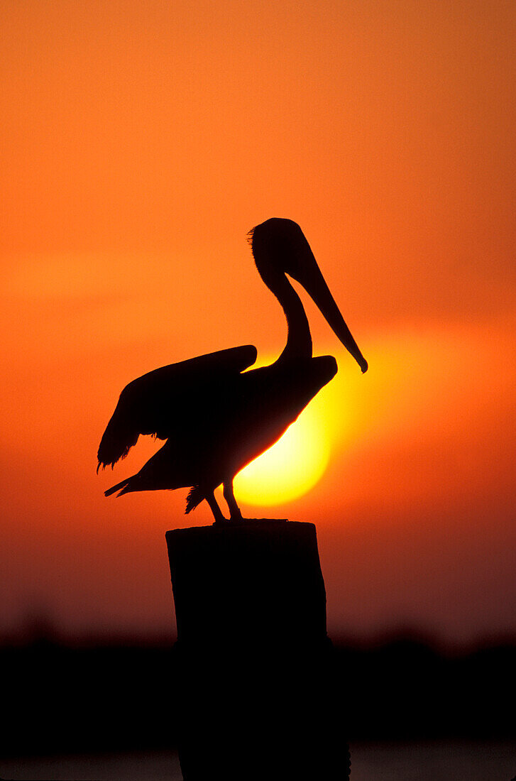 Silhouette eines Pelikans, der bei Sonnenuntergang auf einem Pfosten gegen den orangefarbenen Himmel hockt