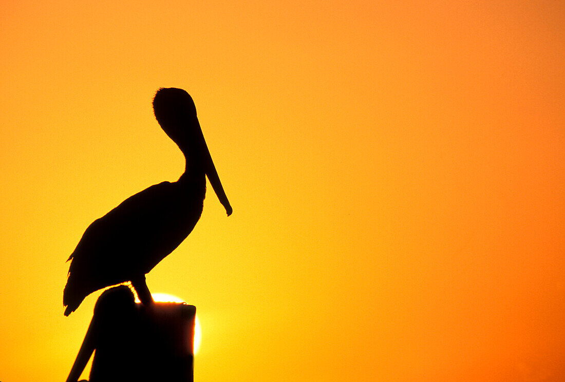 Silhouette eines Pelikans, der bei Sonnenuntergang auf einem Pfosten gegen den orangefarbenen Himmel hockt