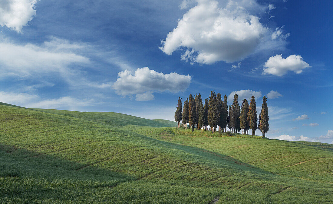 Italy, Tuscany, Val D'Orcia, San Quirico, Cypresses on green hill