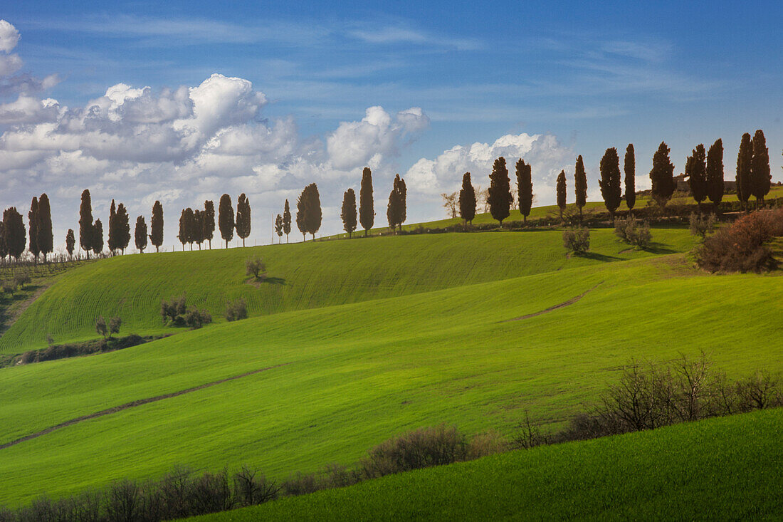 Italien, Toskana, Val D'Orcia, Zypressen auf grünem Hügel