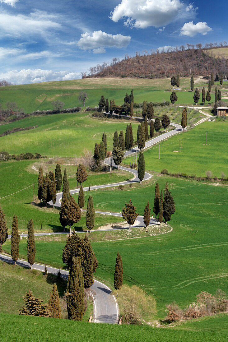 Italien, Toskana, Zypressen und kurvenreiche Straße auf grünem Hügel