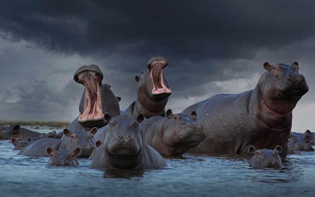 Africa, Botswana, Okavango Delta, Group of hippos in pond