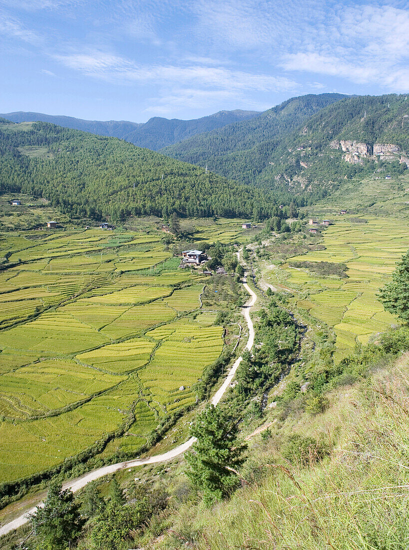 Bhutan, Paro, Rice fields in valley